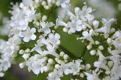 سنبل الطیب - علف گربه